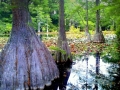 CD Swamp 2.jpg 32456.jpg 4 copy